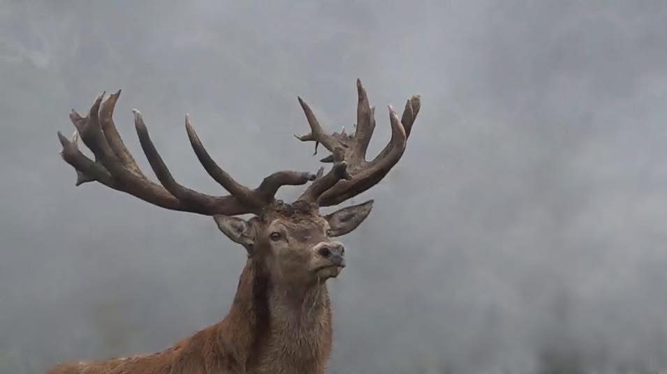 Stag on the hill